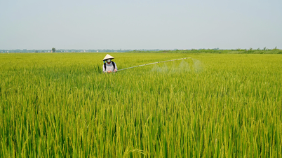 Proactively care for and protect the late-season winter-spring rice crop.