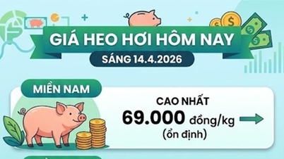 Pork price today, April 14th: Southern region maintains peak price of 69,000 VND/kg.
