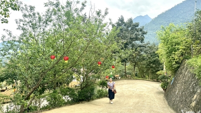 Cuibărit în mijlocul naturii, Quân Chu