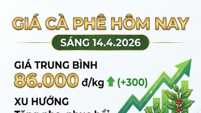 Koffieprijzen vandaag, 14 april: gestegen naar 86.000 VND/kg
