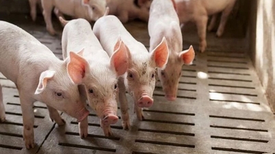 Sertéshúsárak április 14-én: Vegyes ingadozások a különböző településeken.