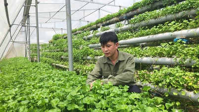Miután 3 milliárd VND-t fektetett be és mindent elvesztett, egy Quang Ninh tartománybeli fiatalember vízispenót termesztésére váltott, és havi 50 millió VND-t keresett.