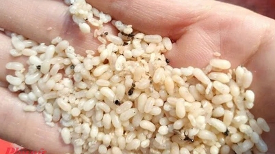 A 63-year-old woman suffered anaphylactic shock after eating ant eggs.