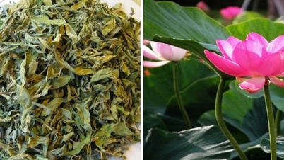 গ্রীষ্মকালে পদ্ম পাতা একটি মূল্যবান ঔষধি ভেষজ।