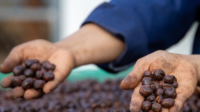 Koffieprijzen vandaag, 14 april: Licht gestegen met 500-600 VND/kg