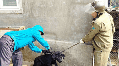 Ha Tinh stärker förebyggandet och kontrollen av rabies, varnar för självbelåtenhet.