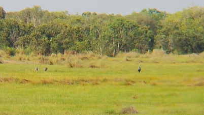 Three red-crowned cranes return to Jiangcheng.