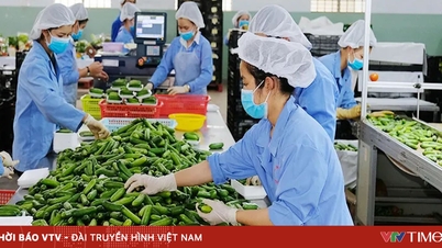 Intern styrka avgör vietnamesiska företags "motståndskraft".