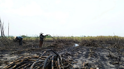យ៉ាឡាយ៖ ការប្រមូលផលអំពៅដុតដើម្បីកាត់បន្ថយការខាតបង់។