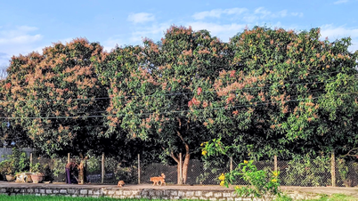 Temporada de mangos
