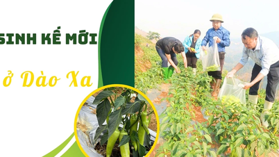 วิถีชีวิตใหม่ในเมืองดาวซา