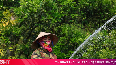 "Mengaktifkan" penyelesaian mitigasi kemarau untuk pokok buah-buahan.