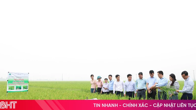 Provincia Ha Tinh va aplica tehnica de irigare alternativă umed-uscat pe încă 5.400 de hectare.