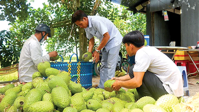 Menggalakkan pembangunan rantaian nilai pertanian yang berkaitan dengan pembangunan pelancongan dan program OCOP di kawasan tersebut.