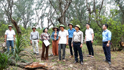 La province de Bac Giang exploite les zones de forêts tombées et endommagées.