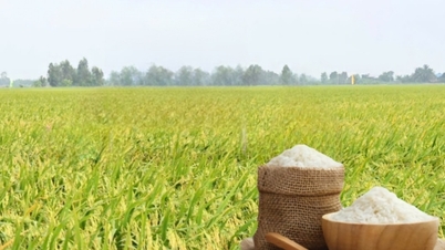 Precios del arroz hoy, 15 de abril: El mercado muestra poca fluctuación.