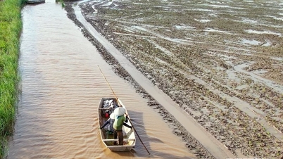 Membawa beras organik dari sawah padi di Hai Phong ke pasaran antarabangsa.