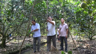 Para petani sangat gembira dengan pencapaian penting mengekspor jeruk bali ke Australia.