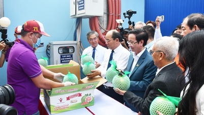Yeşil kabuklu pomelo Avustralya süpermarketlerine girdi: Kaliteyi teyit ediyor ve pazarı genişletiyor.