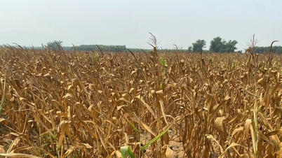 Nghe An: Los campos se secan y el maíz se marchita debido a la sequía.