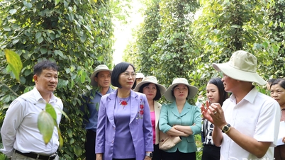 Facilitarea investiției Nedspice Processing Vietnam într-o fabrică de procesare și dezvoltarea unui lanț valoric sustenabil pentru ardei.