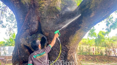 រស់ឡើងវិញដោយជោគជ័យនូវដើមឈើបេតិកភណ្ឌតែមួយគត់នៅខេត្ត Ca Mau។