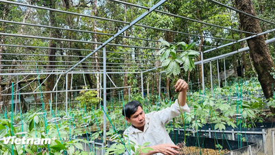 Le parcours pour amener le ginseng, « trésor national » du Vietnam, sur le marché international des plantes médicinales.