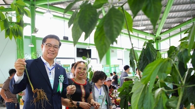 Mở rộng không gian phát triển sâm Ngọc Linh