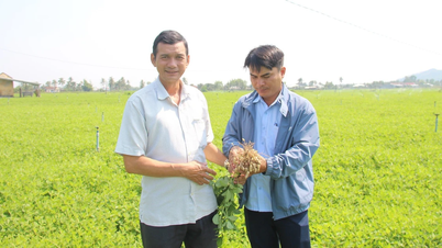 បង្កើនប្រាក់ចំណូលតាមរយៈការធ្វើពិពិធកម្មដំណាំ។