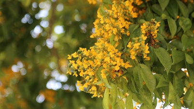 Da Nangs gator är täckta av gyllene blommor från crapemyrten.