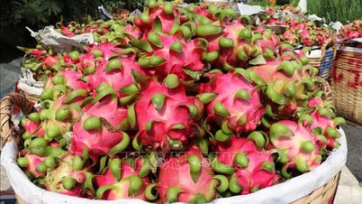 Priserna på drakfrukt under lågsäsong är tre gånger högre än förra månaden.
