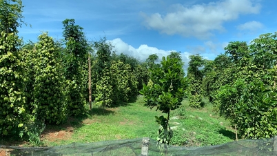 আজ, ১৬ এপ্রিল, ২০২৬, মরিচের দাম: প্রতি কেজি ১,৪১,০০০ VND-এ পৌঁছেছে।