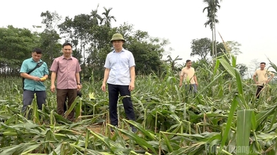 Bac Quang a suferit pagube de aproape 1 miliard de VND din cauza dezastrelor naturale.