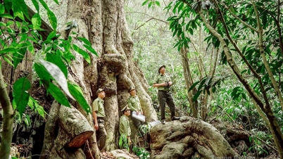 Keberkesanan model "orang yang melindungi hutan".