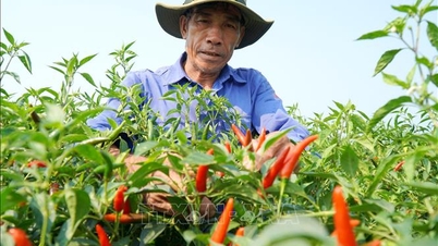 Prudce klesající ceny chilli papriček způsobují zemědělcům v Quang Ngai ztráty.
