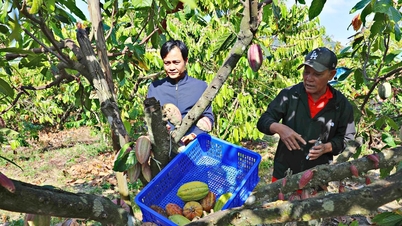 Cocoa - A new "sweet fruit" in the challenging land of Dam Rong.