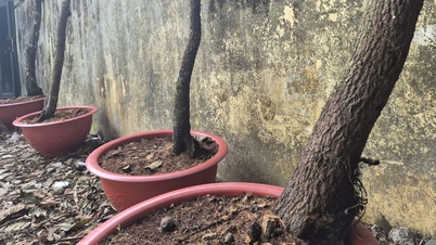 Thanh Hoa-provinsen tar tillbaka det konfiskerade rosa aprikosträdet till skogen för vård.