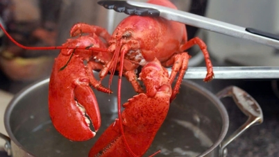 Hummer kan känna smärta, så hur ska människor behandla dem?