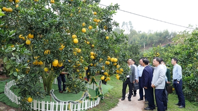 Rozszerzanie rynków eksportowych i zwiększanie wartości pomelo Bac Ninh.