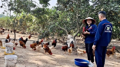 Certifikaci VietGAP získalo více než 210 farem.