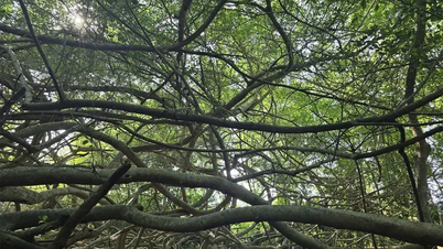 Les merveilles de la nature dans les vergers de Can Tho.