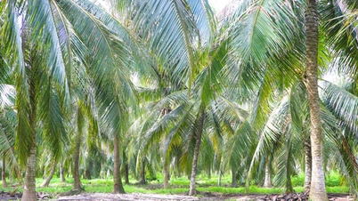 نامیاتی ناریل سرٹیفیکیشن کے انتظام میں کارکردگی کو یقینی بنانا۔