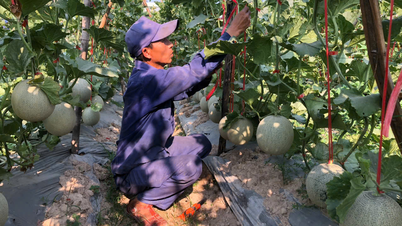 The effectiveness of the cantaloupe cultivation model at the 573rd Anti-Aircraft Artillery Brigade.