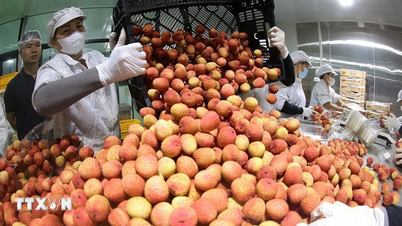 La tecnología de secado inteligente abre nuevas vías para los productos agrícolas vietnamitas.