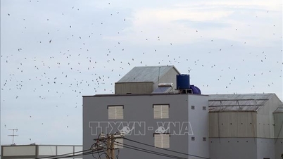 Quang Ngai mengambil langkah-langkah untuk mencegah kepunahan burung walet.