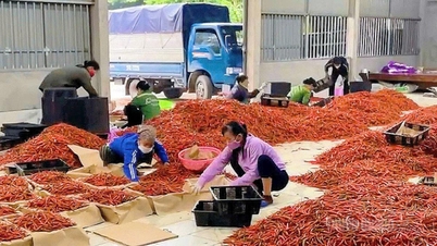 Chilipepers telen in Son Thuy