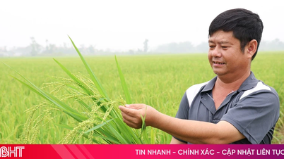 Mengirimkan ucapan selamat seiring datangnya musim berbunga tanaman padi.