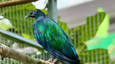 কন দাও জাতীয় উদ্যানে বিরল নিকোবার কবুতর ধরা পড়েছে।