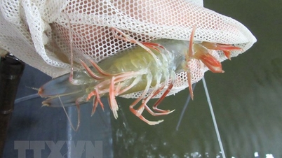 Wabah penyakit pada udang, kepiting, dan kerang darah semakin meningkat.