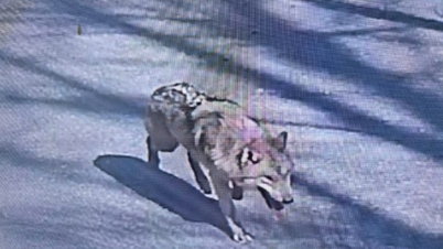 Wolf that escaped from South Korean zoo recaptured after 9 days.